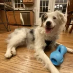 Top Dog Toys for Every Breed: Fun, Durable, and Engaging Playtime